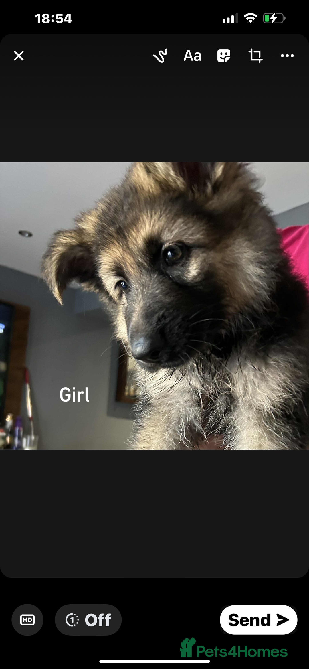German Shepherd dogs for sale: Pure breed German shepherd puppy girl - Image 2