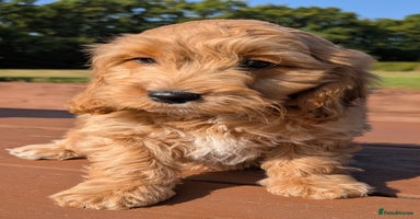Cockapoo dogs - Advert 2