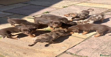 Mixed Breed dogs - Advert 2