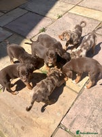 Mixed Breed dogs - Advert 13