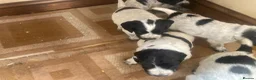 Cocker Spaniel dogs for sale: Pedigree Roan Cocker Spaniel puppies - 3 boys left - Advert 7