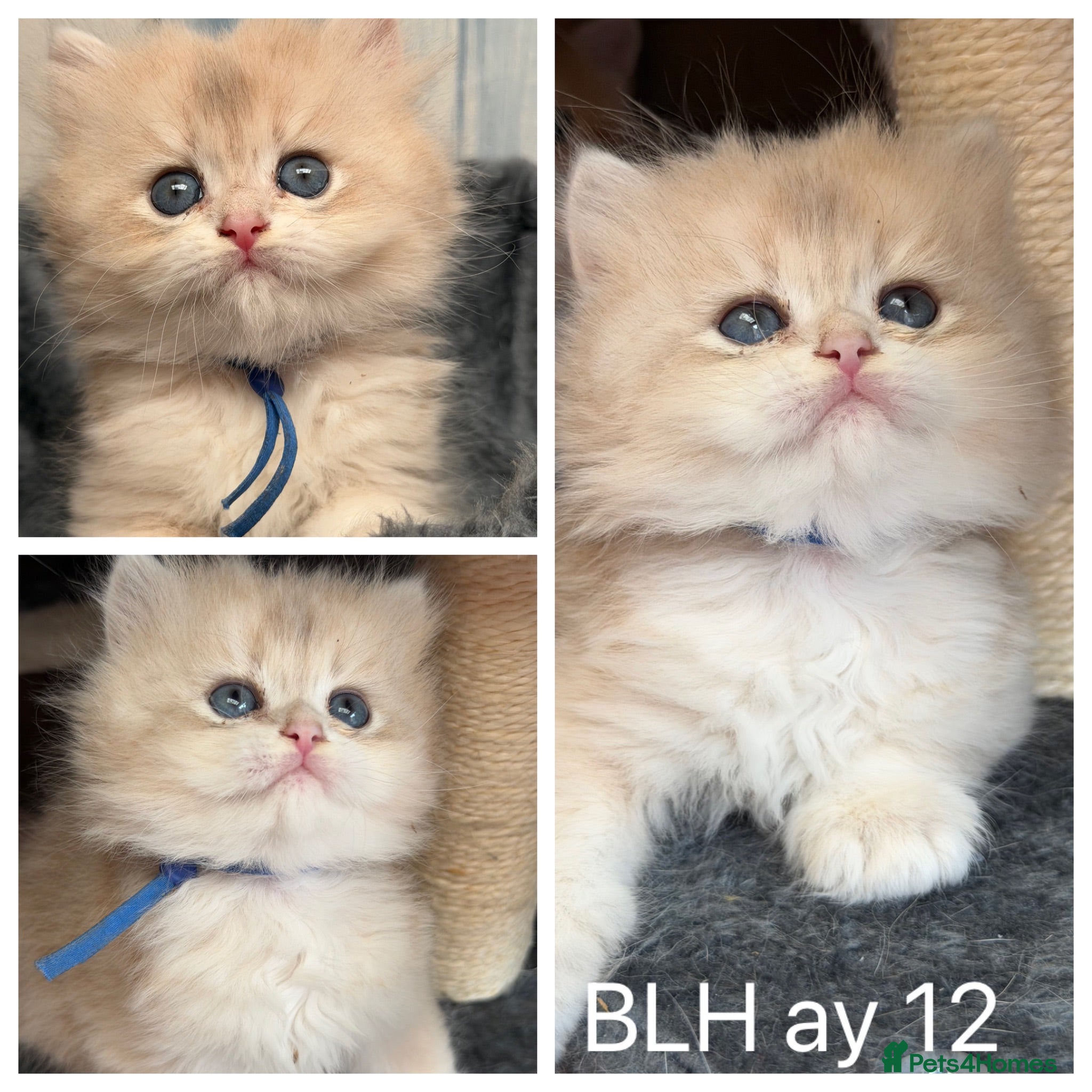 British Shorthair cats British shorthair blue golden kittens GCy - Advert 11