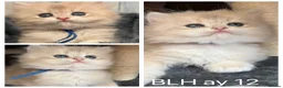 British Shorthair cats for sale: British shorthair blue golden kittens GCy - Advert 2