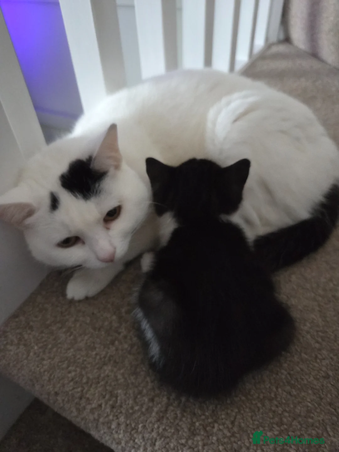 Mixed Breed cats for sale: 1 male and 1 female kitten - Advert 7