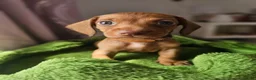 Dachshund dogs for sale: Miniture Dashshunds READY TO RESERVE - Advert 6