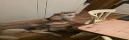 Alaskan Malamute dogs for sale: Pretty Alaskan Malamute  in Salisbury - Advert 3