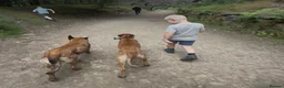 Belgian Shepherd Dog dogs for sale: Last 3 girls ready to leave now kc registered  - Advert 26