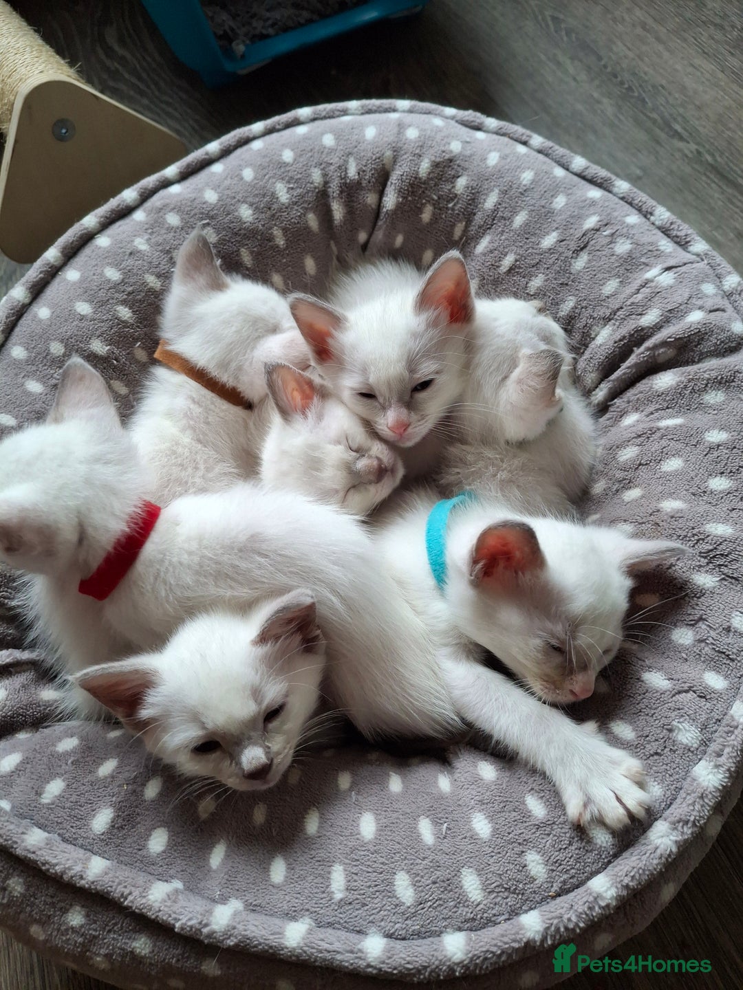 Ragamese cats for sale: Ragamese lilac kittens - Image 15