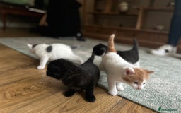 Mixed Breed cats for sale: Kittens for sale Carlisle  - Image 4