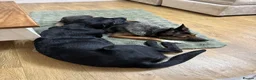Borador dogs for sale: Boarder puppies  - Advert 6