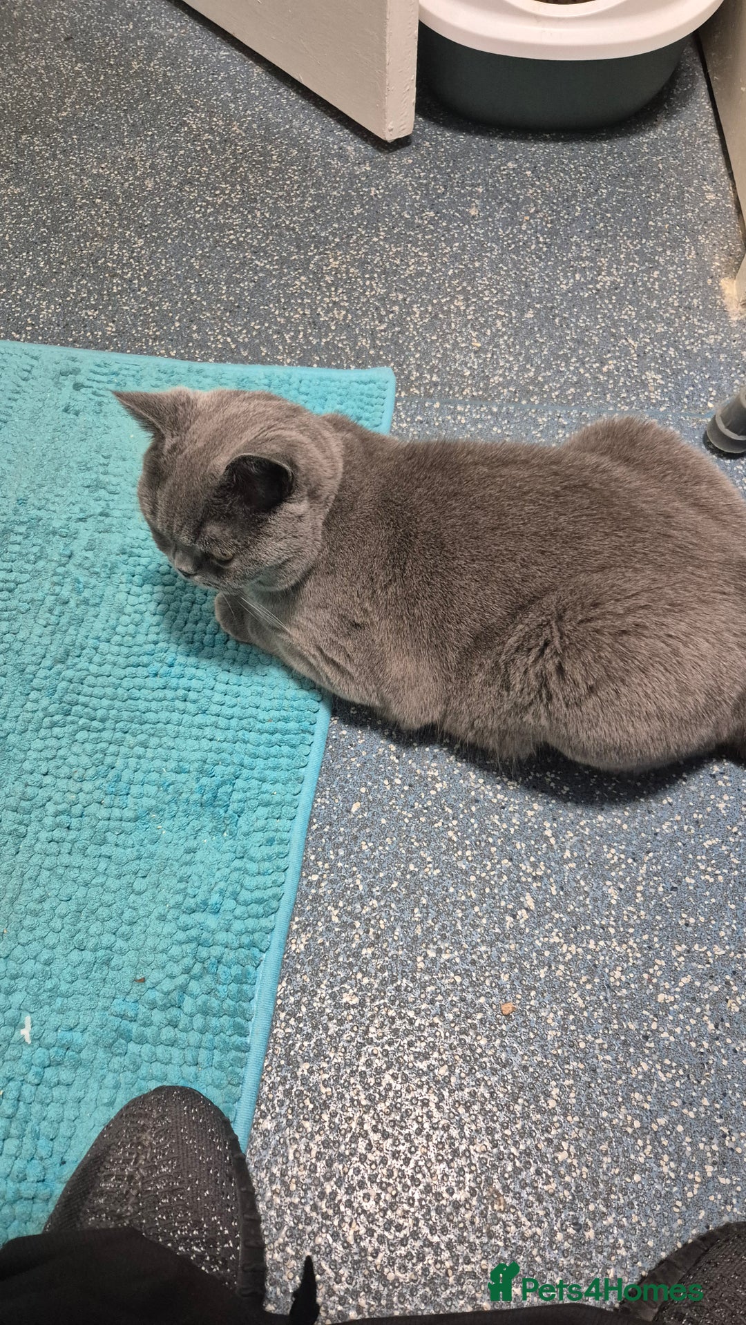 British Shorthair cats for sale: Cat for sale  - Image 2
