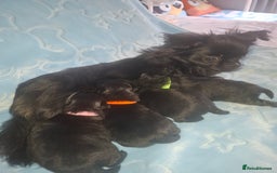 Pomchi dogs for sale: Black Pomchi Pups - Image 2