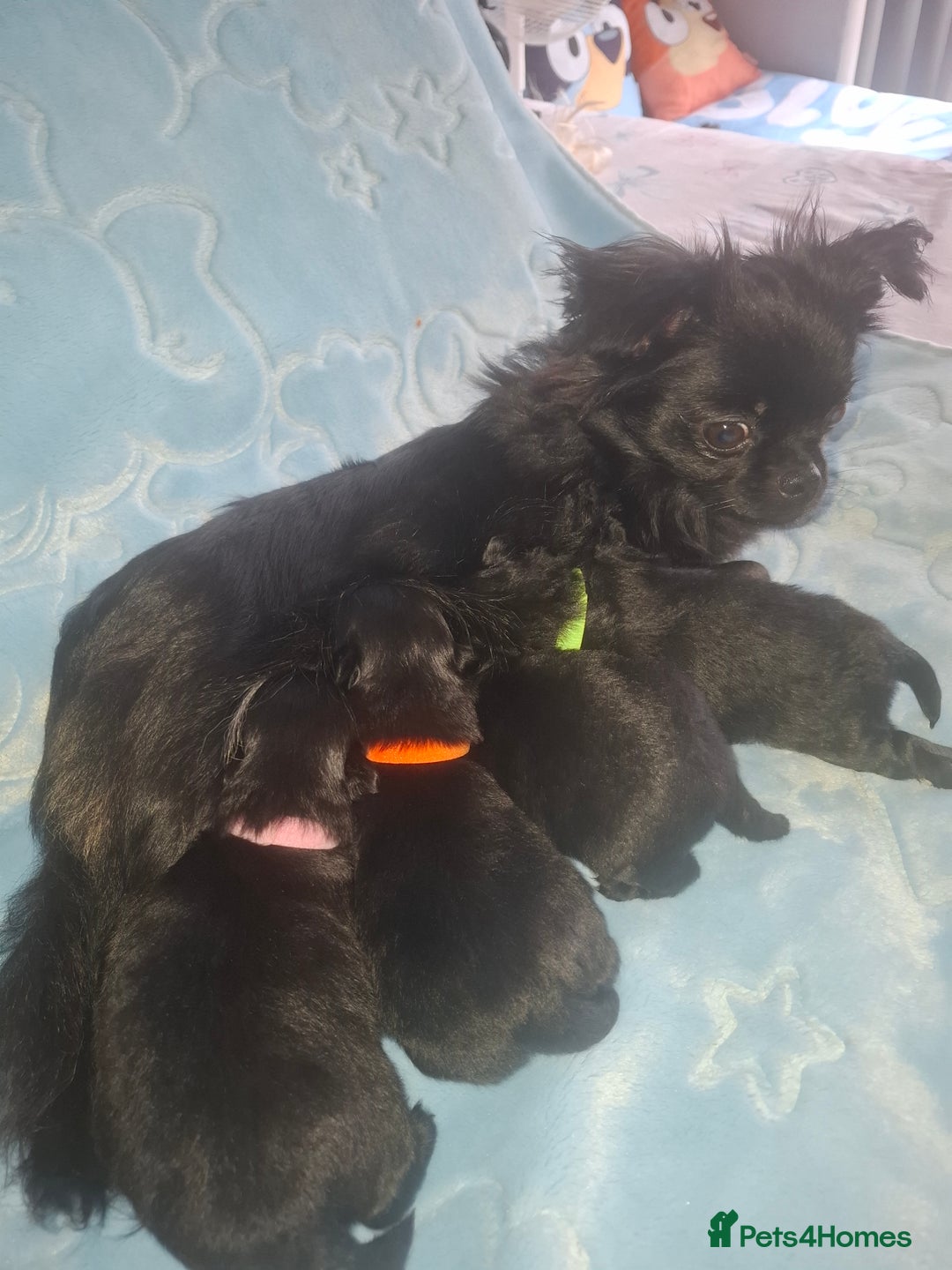 Pomchi dogs for sale: Black Pomchi Pups - Image 2