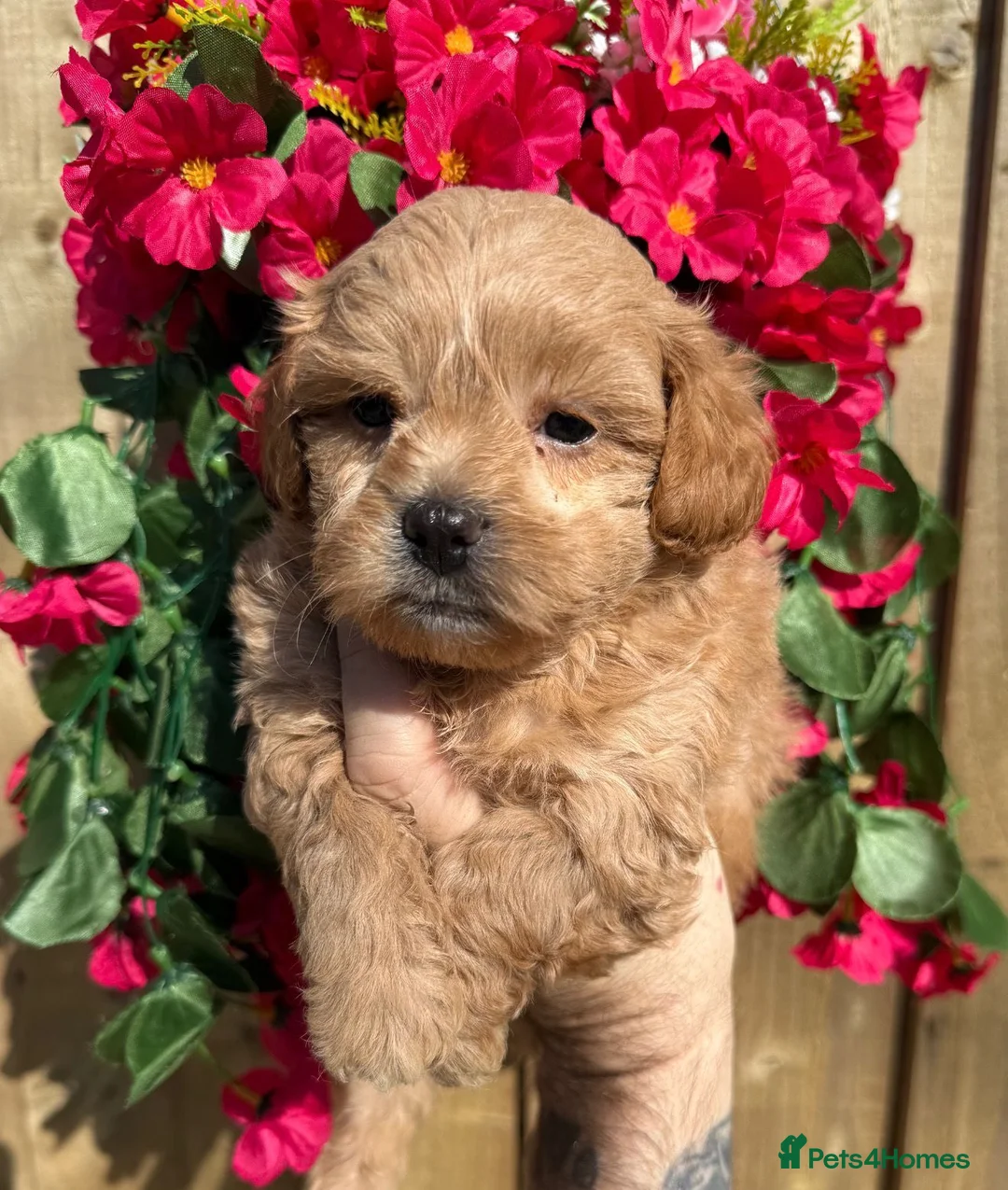 Shihpoo dogs for sale: 🧡💛🧡Stunning F1 Shihpoo Puppies💛🧡💛 - Advert 2