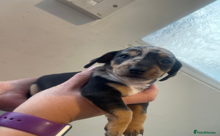 Dachshund dogs - Advert 13