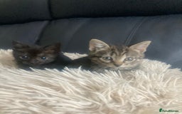 Brazilian Shorthair cats for sale: Adorable Kittens ready to go - Image 5