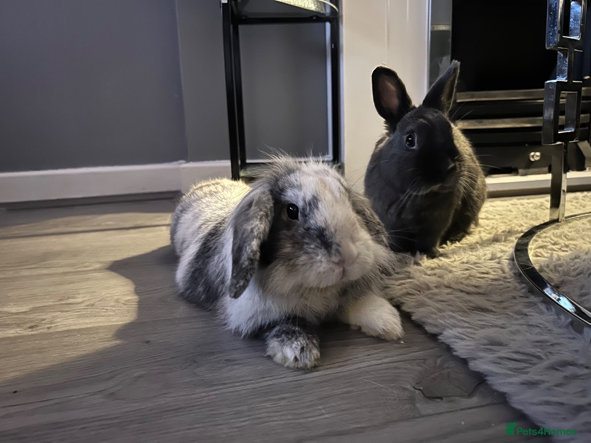 Mini Lion Lop rabbits     Smokey & Jet – Bonded Pair of Bunnies 🐰 - Advert 6