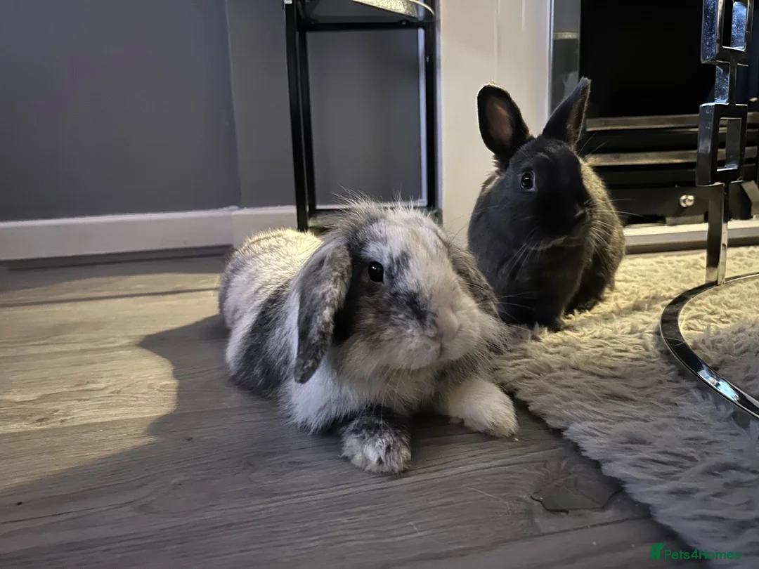 Mini Lion Lop rabbits for sale:     Smokey & Jet – Bonded Pair of Bunnies 🐰 in Liverpool - Advert 1