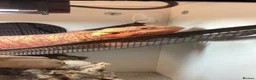 Bearded Dragon reptiles for sale: Make bearded dragon for sale in Aylesbury - Advert 2