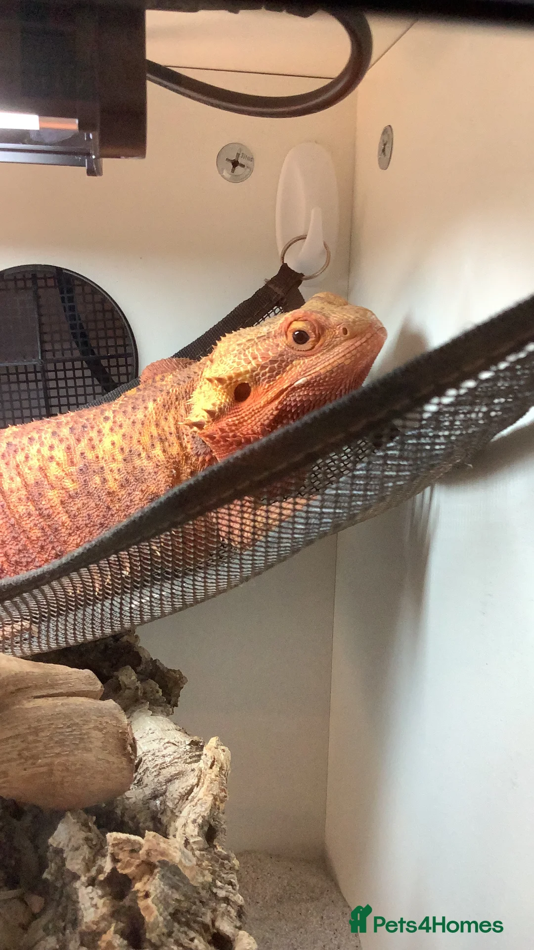 Bearded Dragon reptiles for sale: Make bearded dragon for sale in Aylesbury - Advert 2