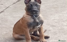 Mixed Breed dogs for sale: Belgian malinoi x lurcher - Image 3