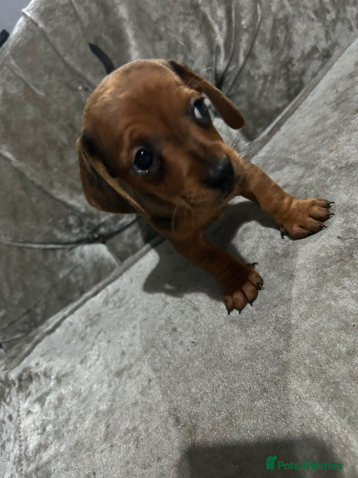 Miniature Dachshund dogs Tiny MINATURE red dapple Dachund Bitch - Advert 2