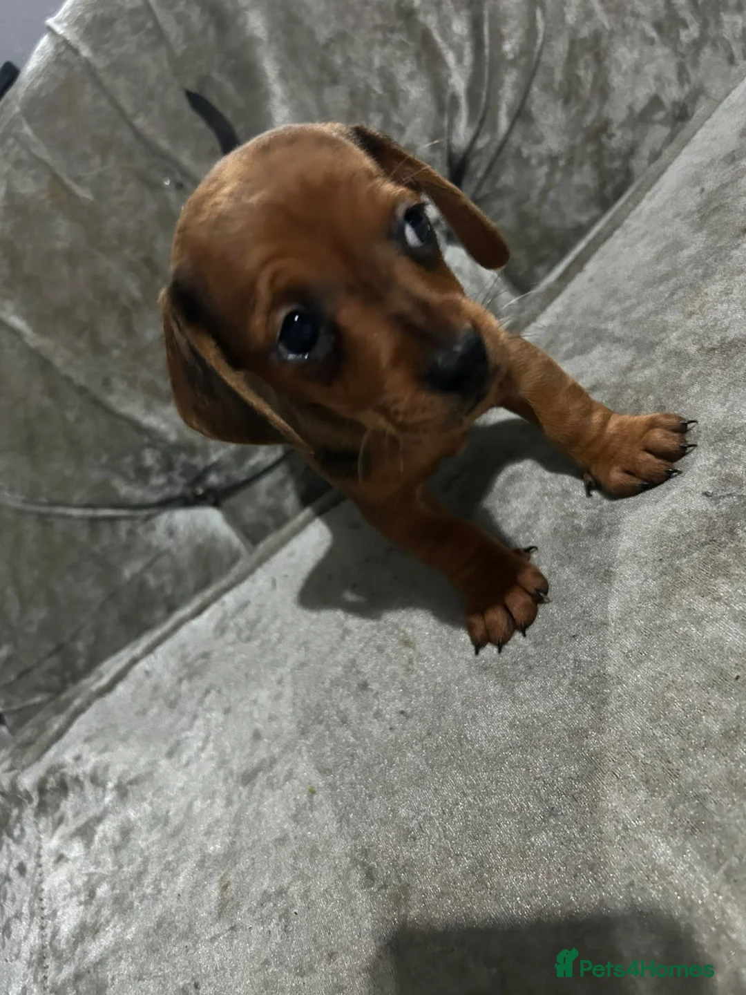 Miniature Dachshund dogs for sale: Tiny MINATURE red dapple Dachund Bitch in Bishop Auckland - Advert 1