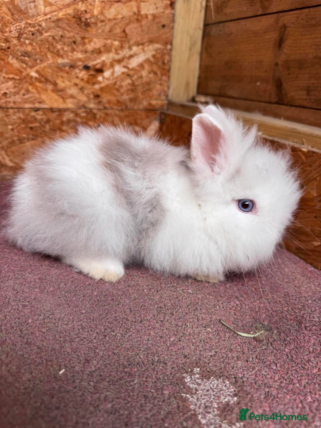 Lionhead rabbits for sale: Lion head baby bunny  - Image 2