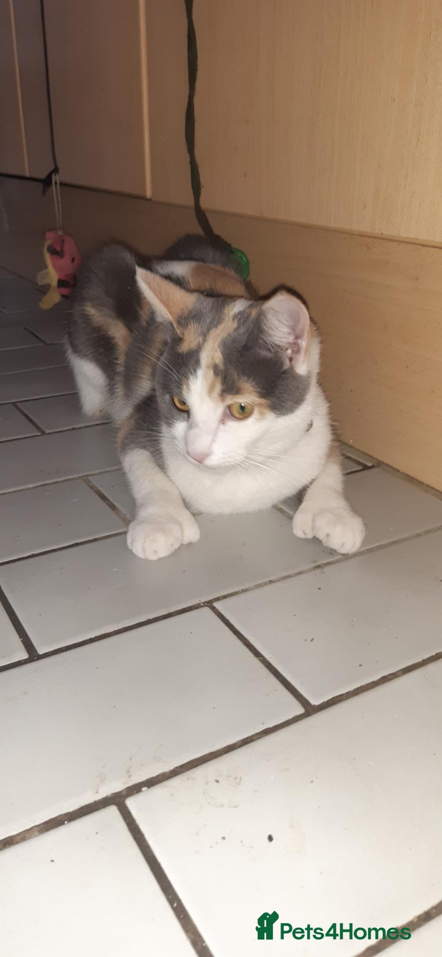 Mixed Breed cats 5 stunning kittens looking for  there new homes  - Advert 1