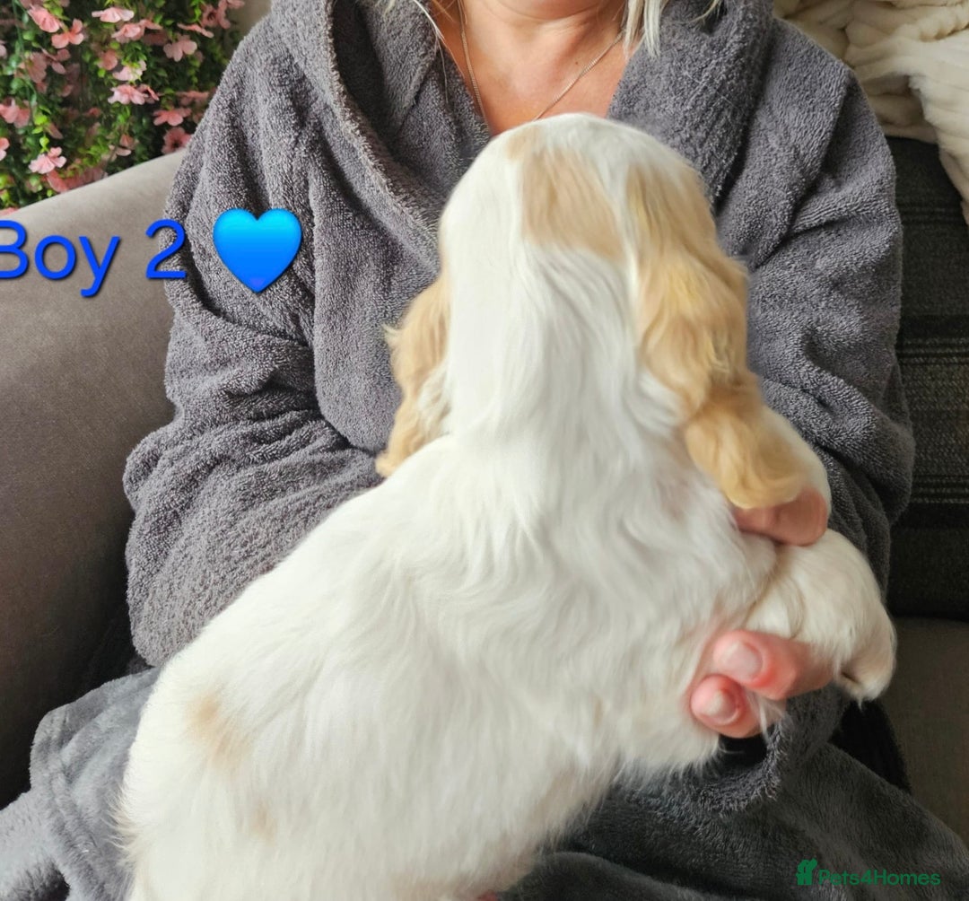 Cocker Spaniel dogs for sale: Stunning Show Cocker Spaniels - Image 10