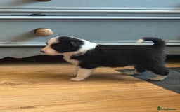 Border Collie dogs for sale: Beautiful border collie puppies available!  - Advert 1
