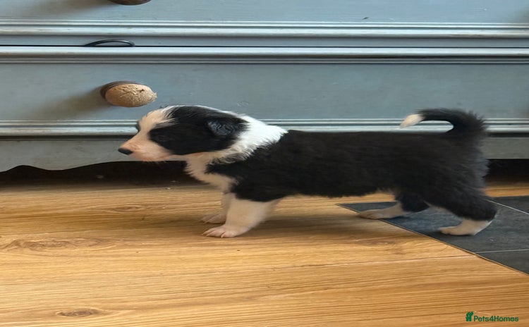 Border Collie dogs Beautiful border collie puppies available!  - Advert 10