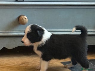 Border Collie dogs Beautiful border collie puppies available! - Advert 1