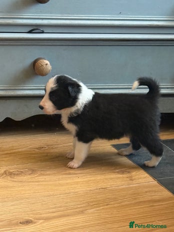 Border Collie dogs Beautiful border collie puppies available! - Advert 1