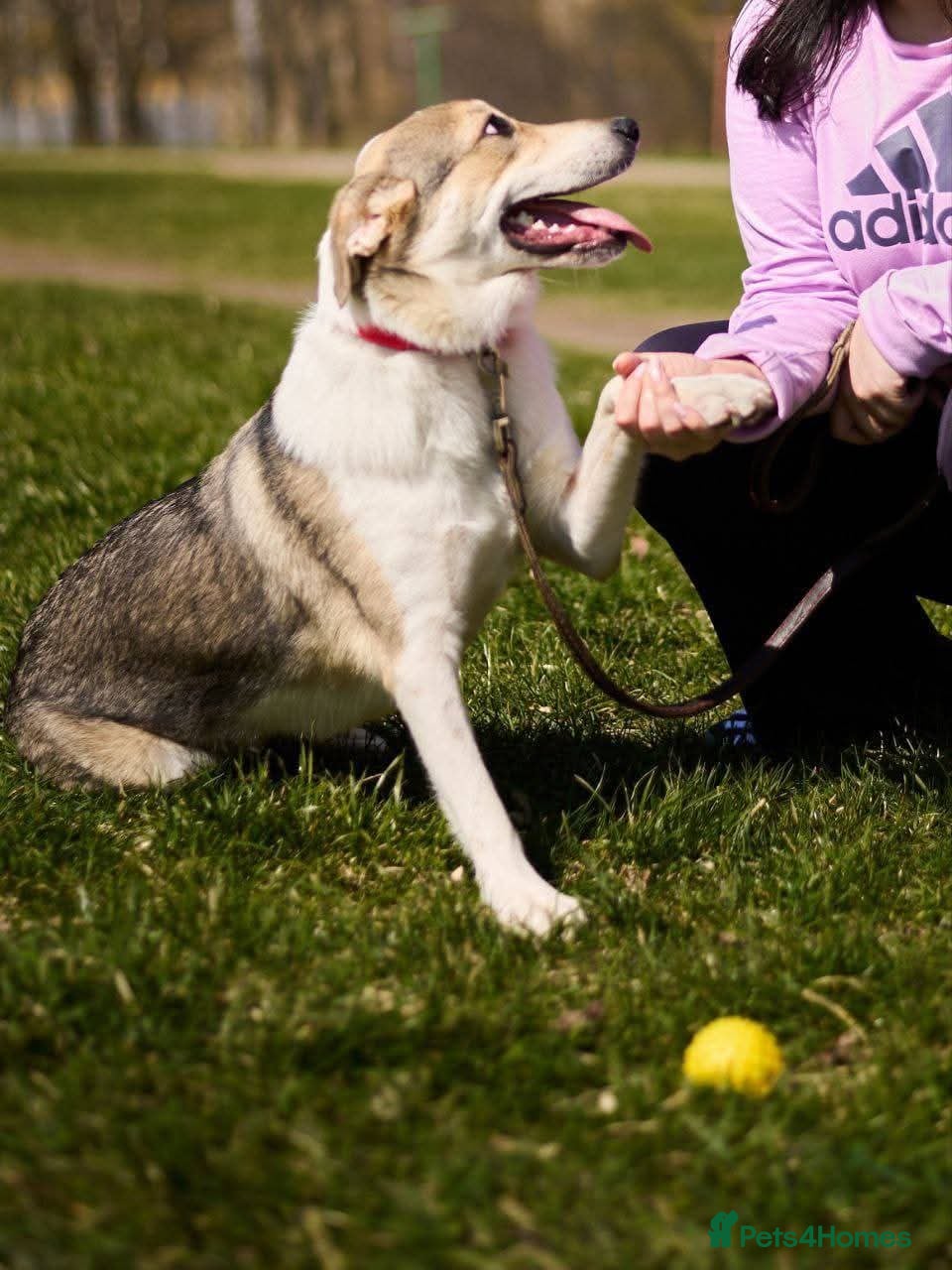 Mixed Breed dogs FOSTER/ADOPT:❤️NINA hopes the world can be kind - Advert 2