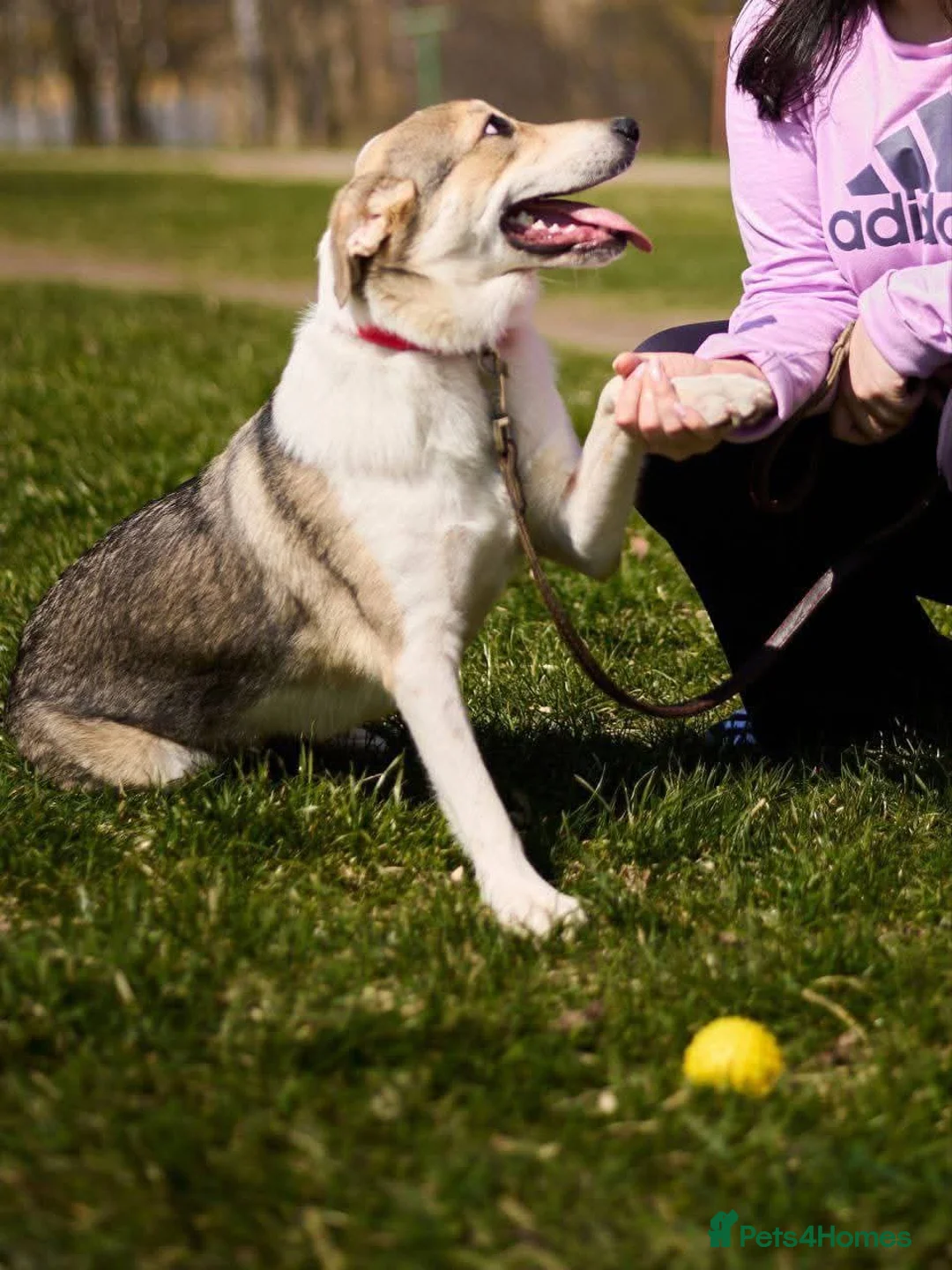 Mixed Breed dogs for adoption: FOSTER/ADOPT:❤️NINA hopes the world can be kind - Advert 1