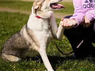 Mixed Breed dogs FOSTER/ADOPT:❤️NINA hopes the world can be kind - Advert 2