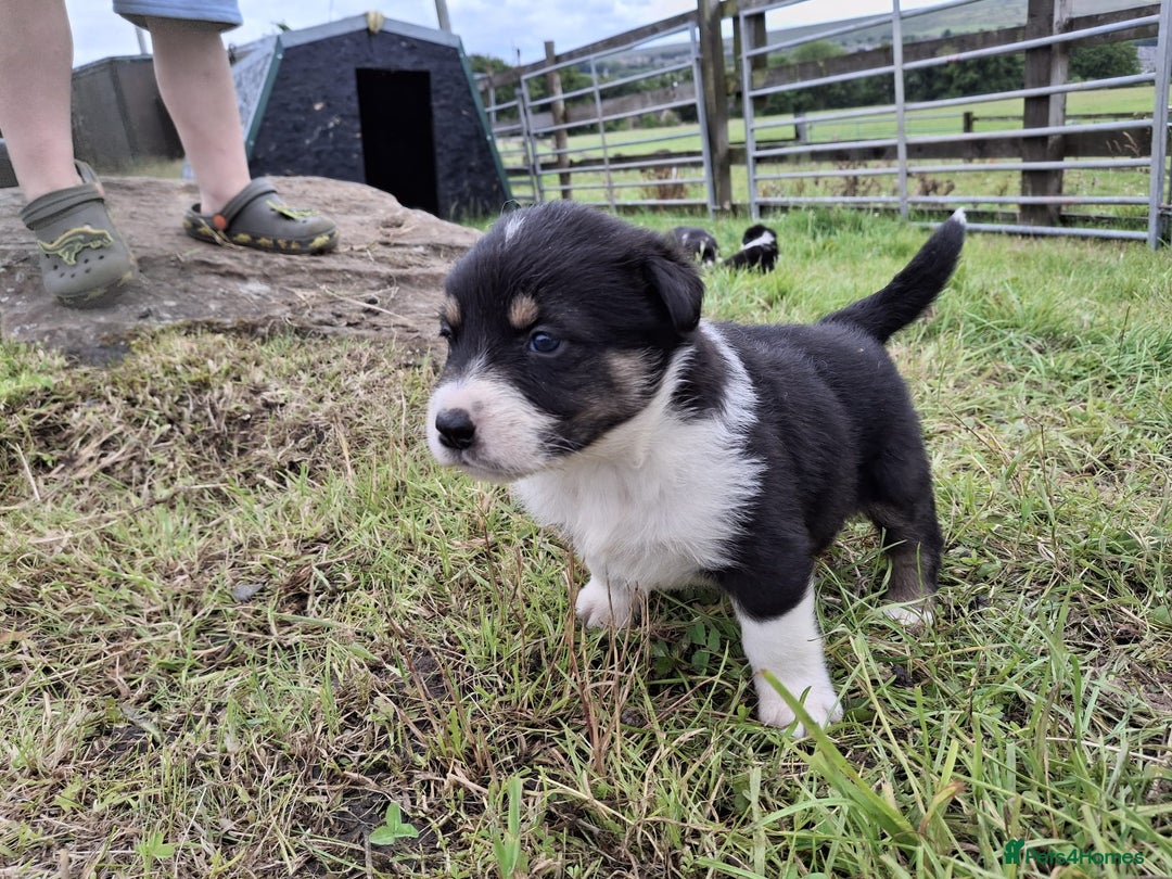Mixed Breed dogs for sale: Border Collie x Australian Shepherd - Image 5