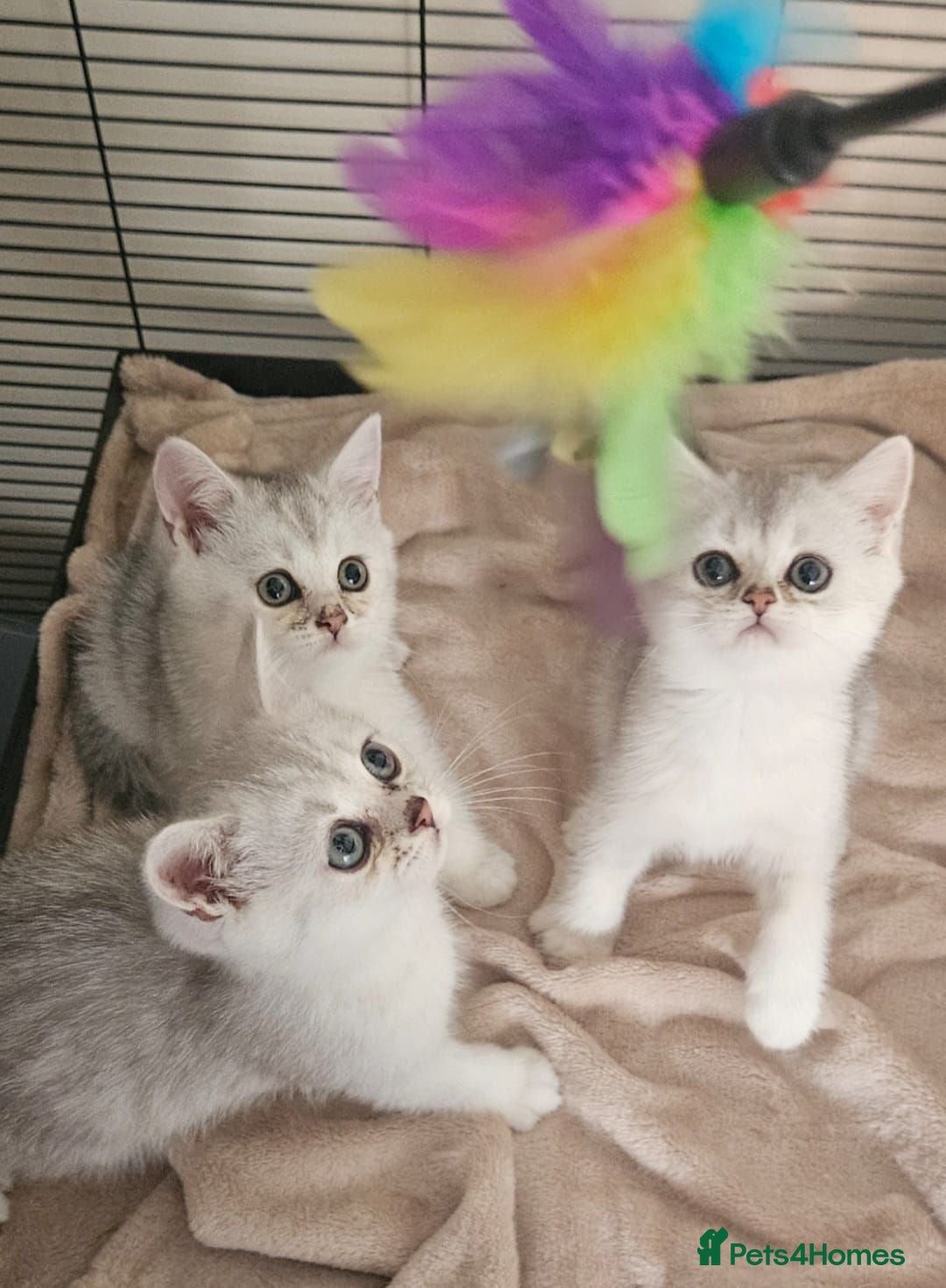 British Shorthair cats Beautiful Silver Chinchilla BSH Kittens - Advert 1