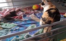British Shorthair cats for sale: 2 beautiful kittens ready to leave  - Image 2