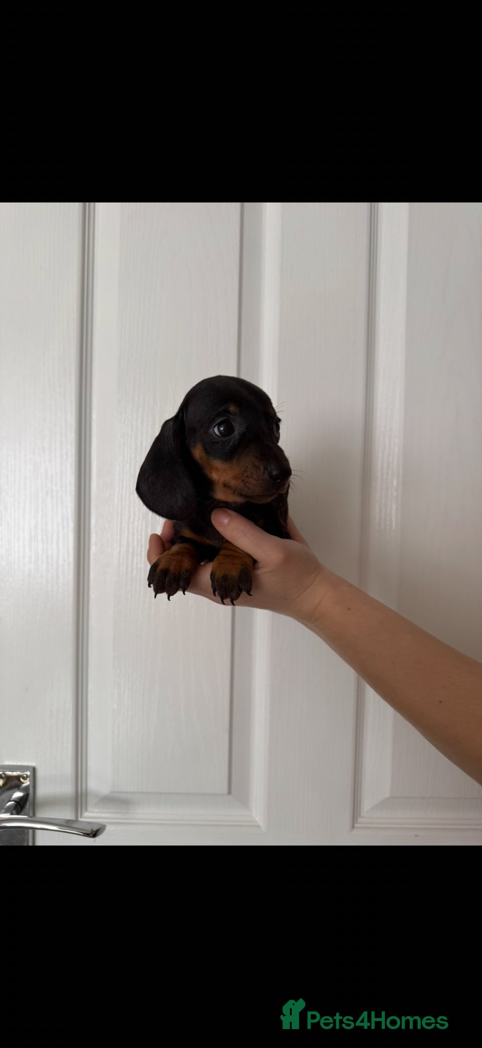 Miniature Dachshund dogs Ministure dachshund  - Advert 10