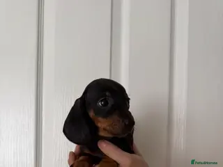 Miniature Dachshund dogs Ministure dachshund - Advert 5