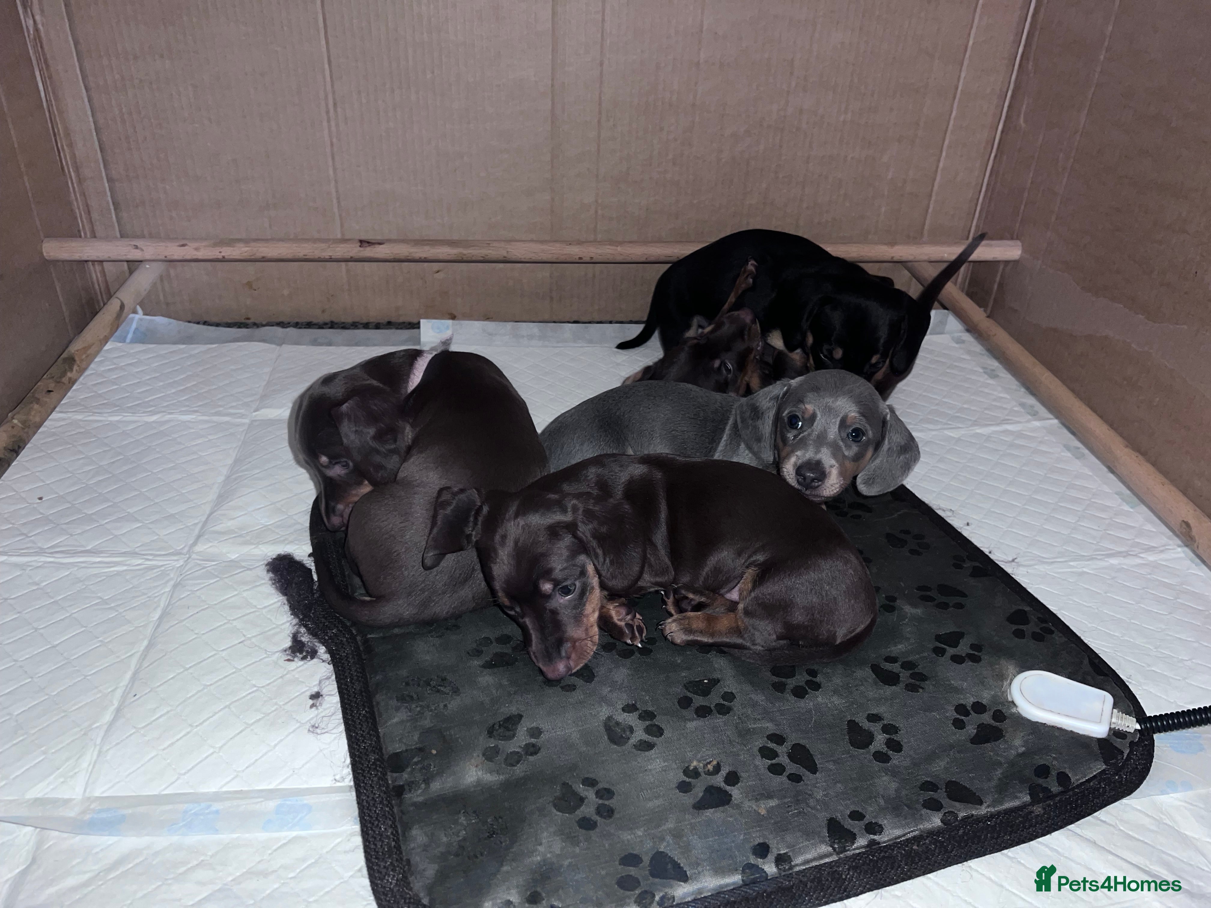 Dachshund dogs miniature dachshund - Advert 2