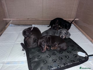 Dachshund dogs miniature dachshund - Advert 2