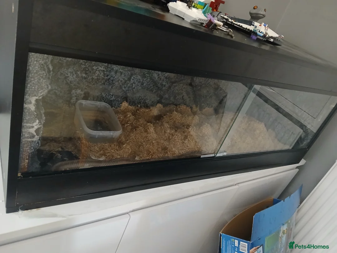 Corn Snake reptiles for sale: Snake corn long grey with enclosure  - Advert 5