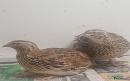 Quail poultry for sale: Quail for sale - Image 6