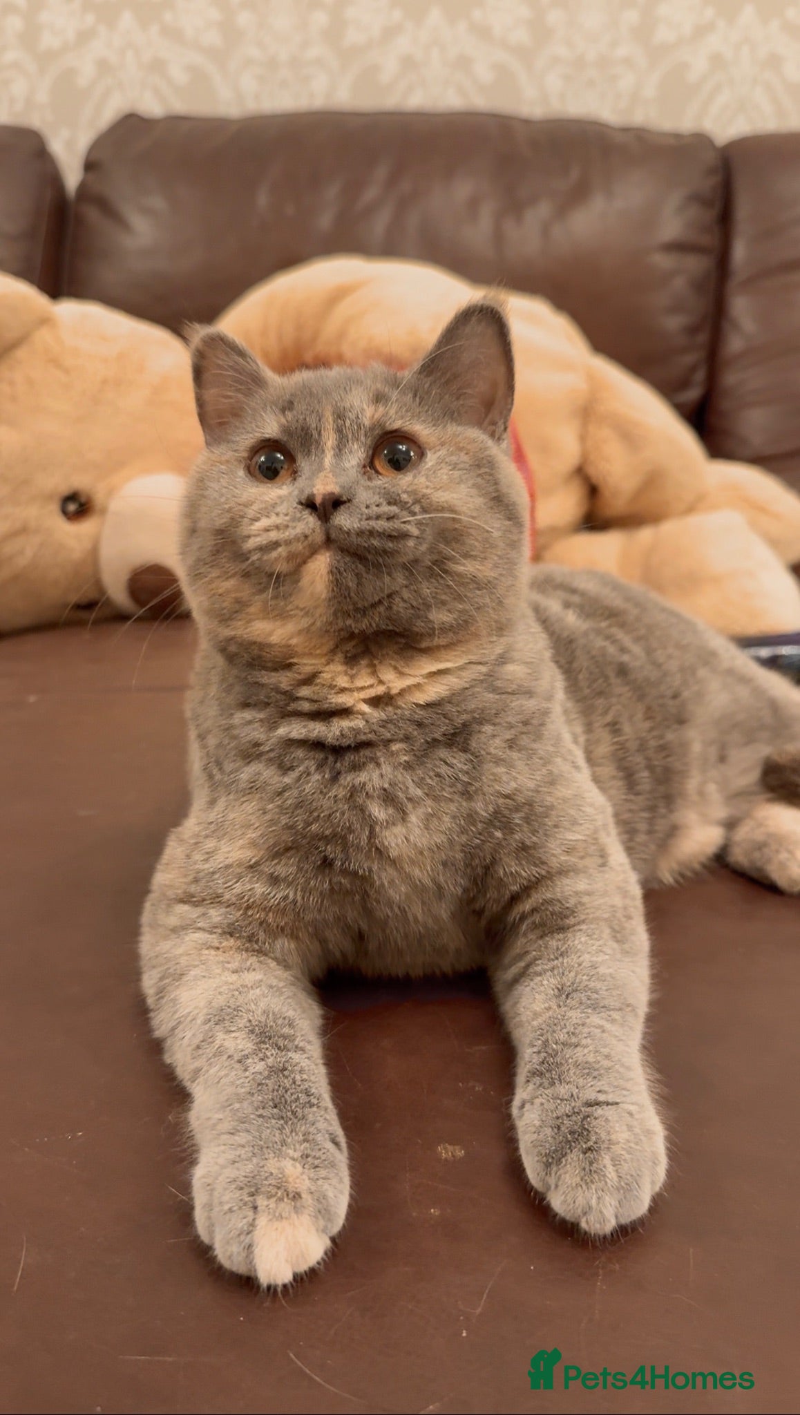 British Shorthair cats Only 1❤️ girl  left BSH kittens 😻 - Advert 2