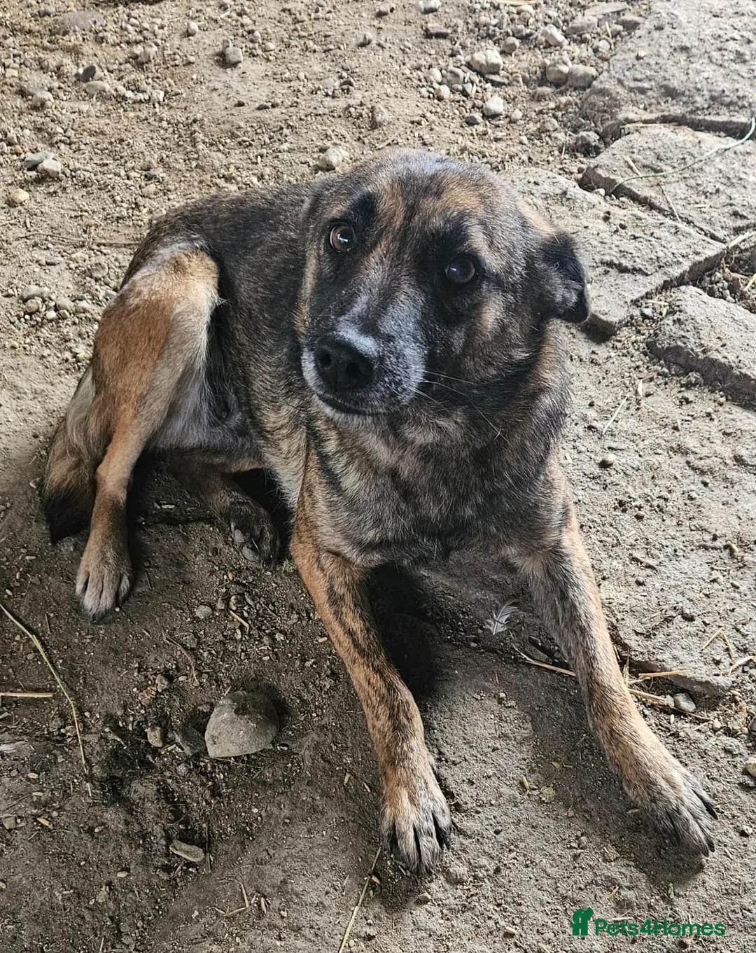 Mixed Breed dogs for adoption: 🌸 🐾 LIANA – a Lovely Girl for a Loving Home 🐾🌸 - Advert 3