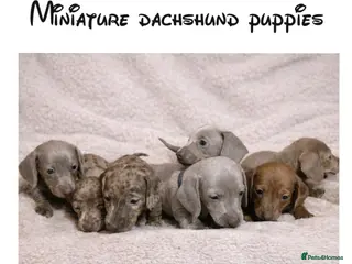 Miniature Dachshund dogs Miniature dachshund puppies - Advert 16