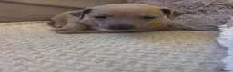 Italian Greyhound dogs for sale: 🐾 KC Registered Italian Greyhound Puppies 🐾 - Advert 15